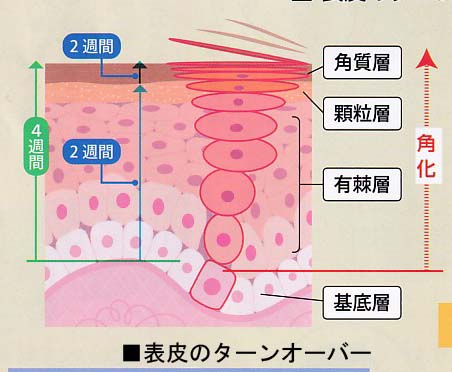 ●肌はどの位で生まれ変わるの?