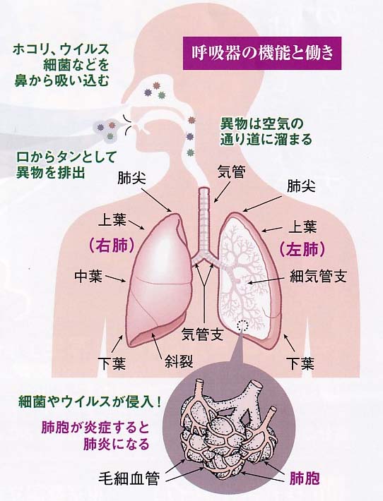 ●杏仁は、古来より呼吸器系の漢方薬