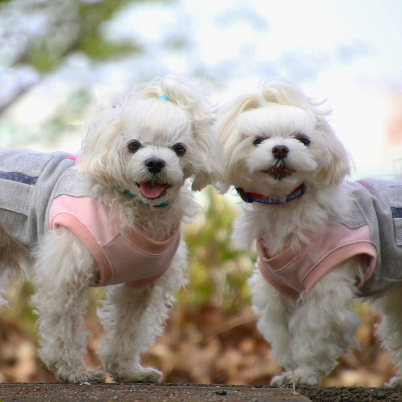 笑顔の犬服　TWINS DOGショップオープンしました