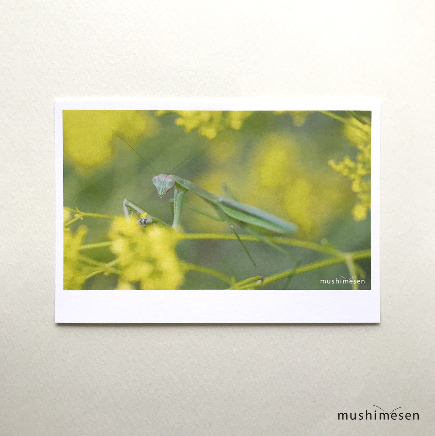 レビューを書いていただける方にプレゼント！