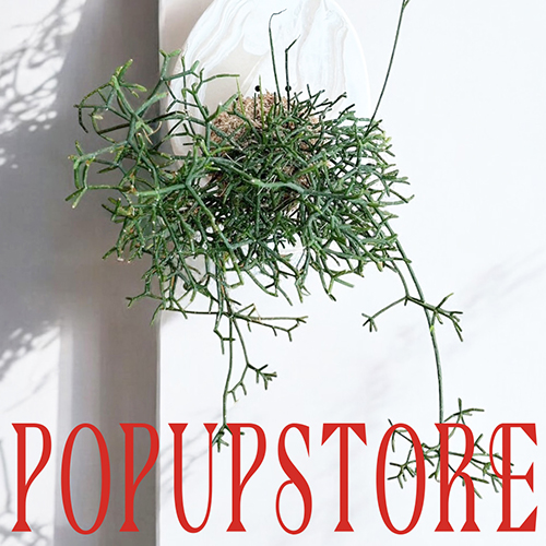 2024.12/14~15＿JIYUGAOKA BOTANICAL MARKET Vol.6