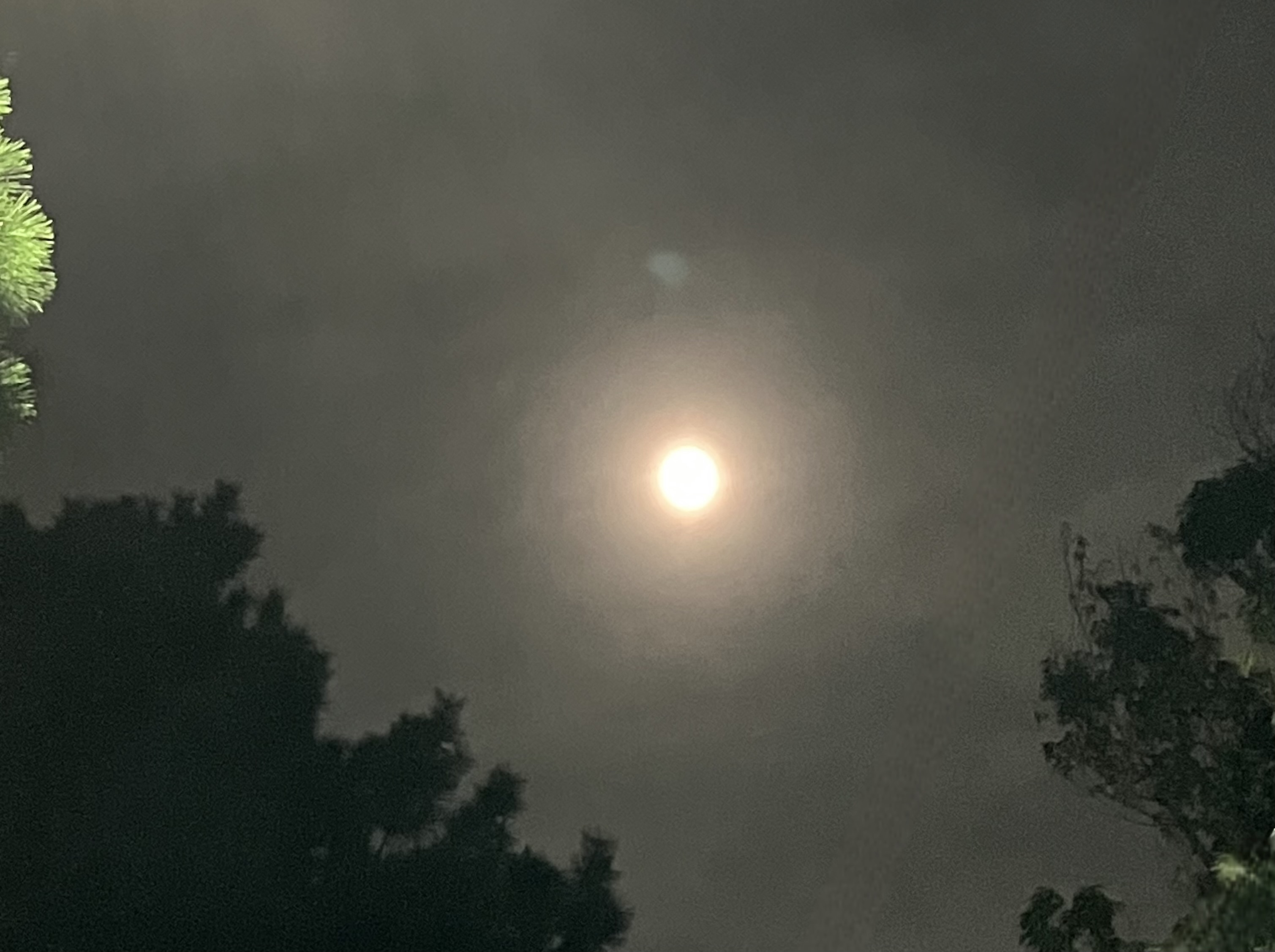 11/5はおうし座の満月