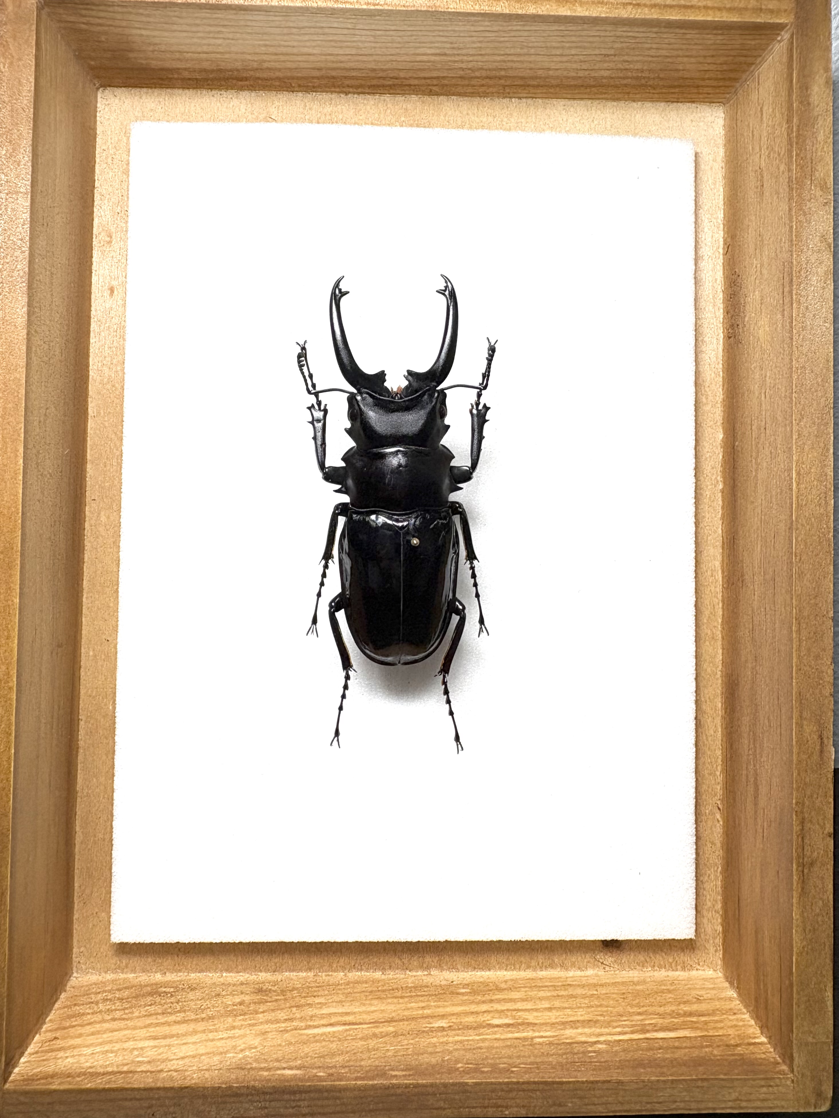 標本の作成依頼方法!