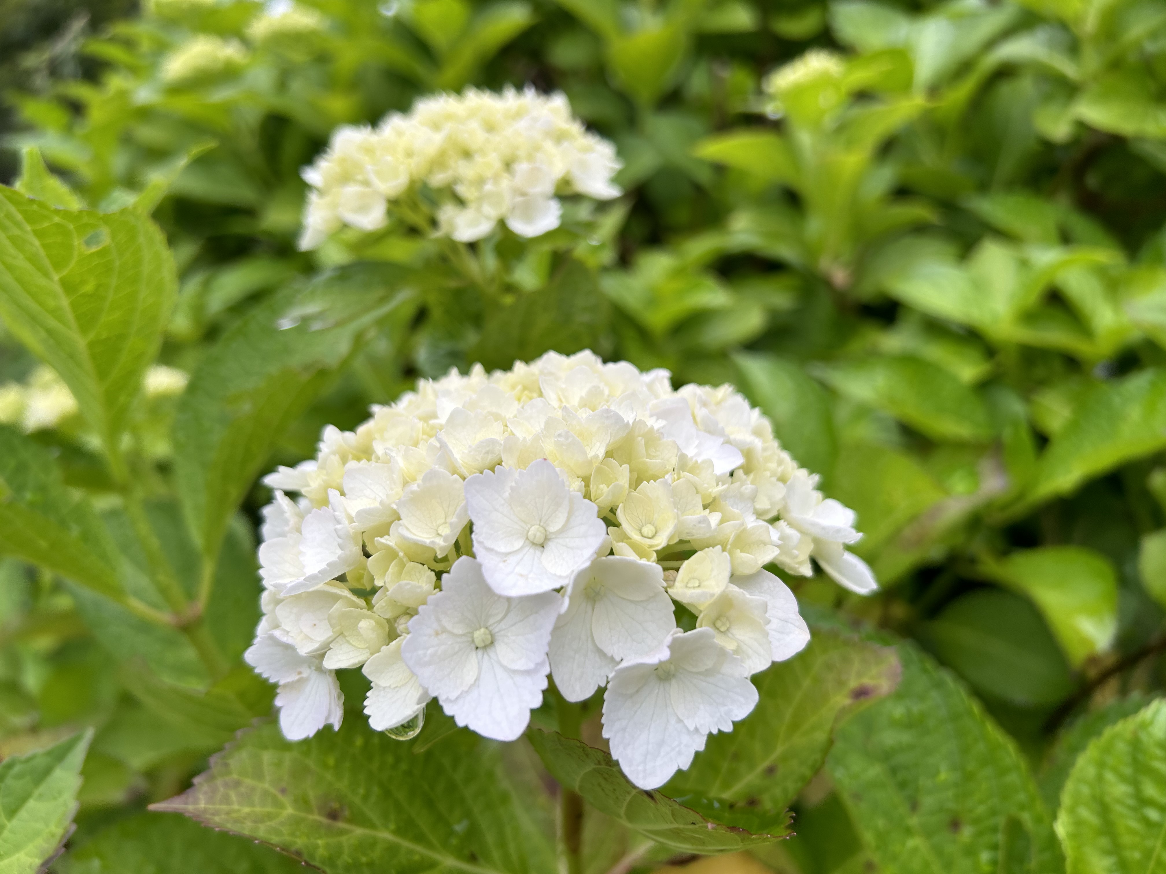雨で始まる１週間☔︎