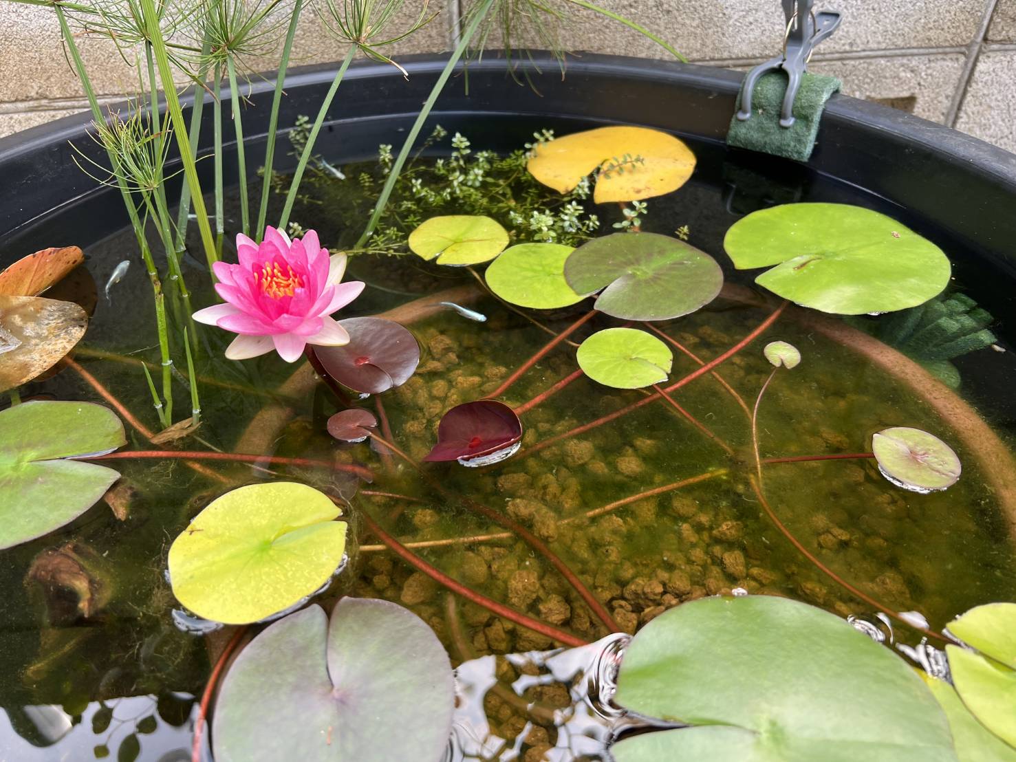 知人様の睡蓮ビオトープ✨