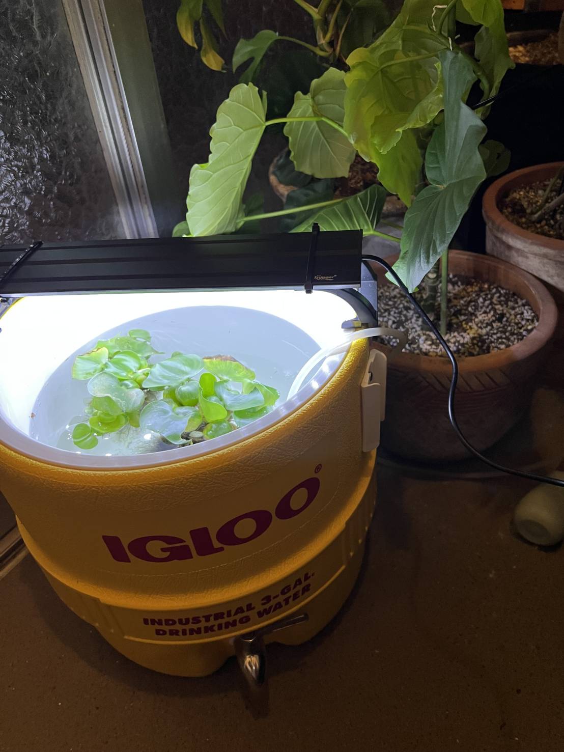 知人様✨初針子飼育✨