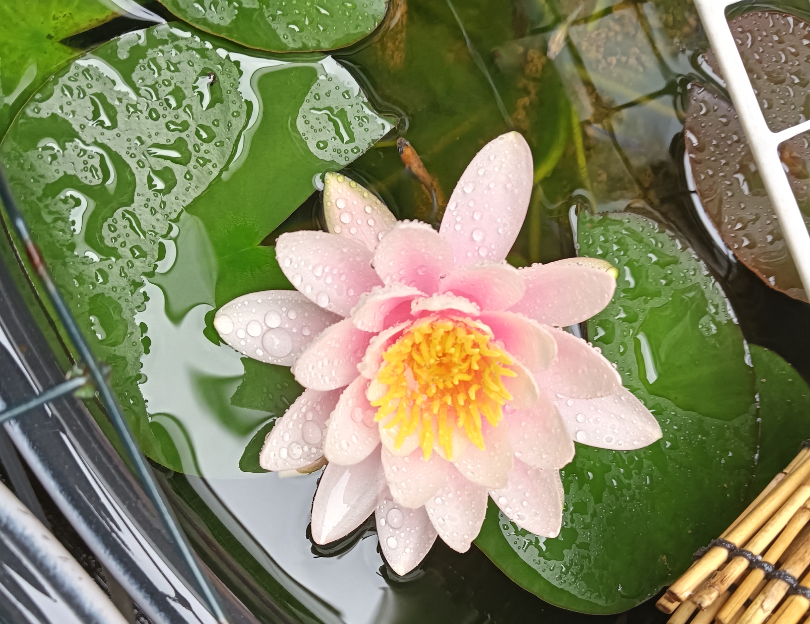 睡蓮✨