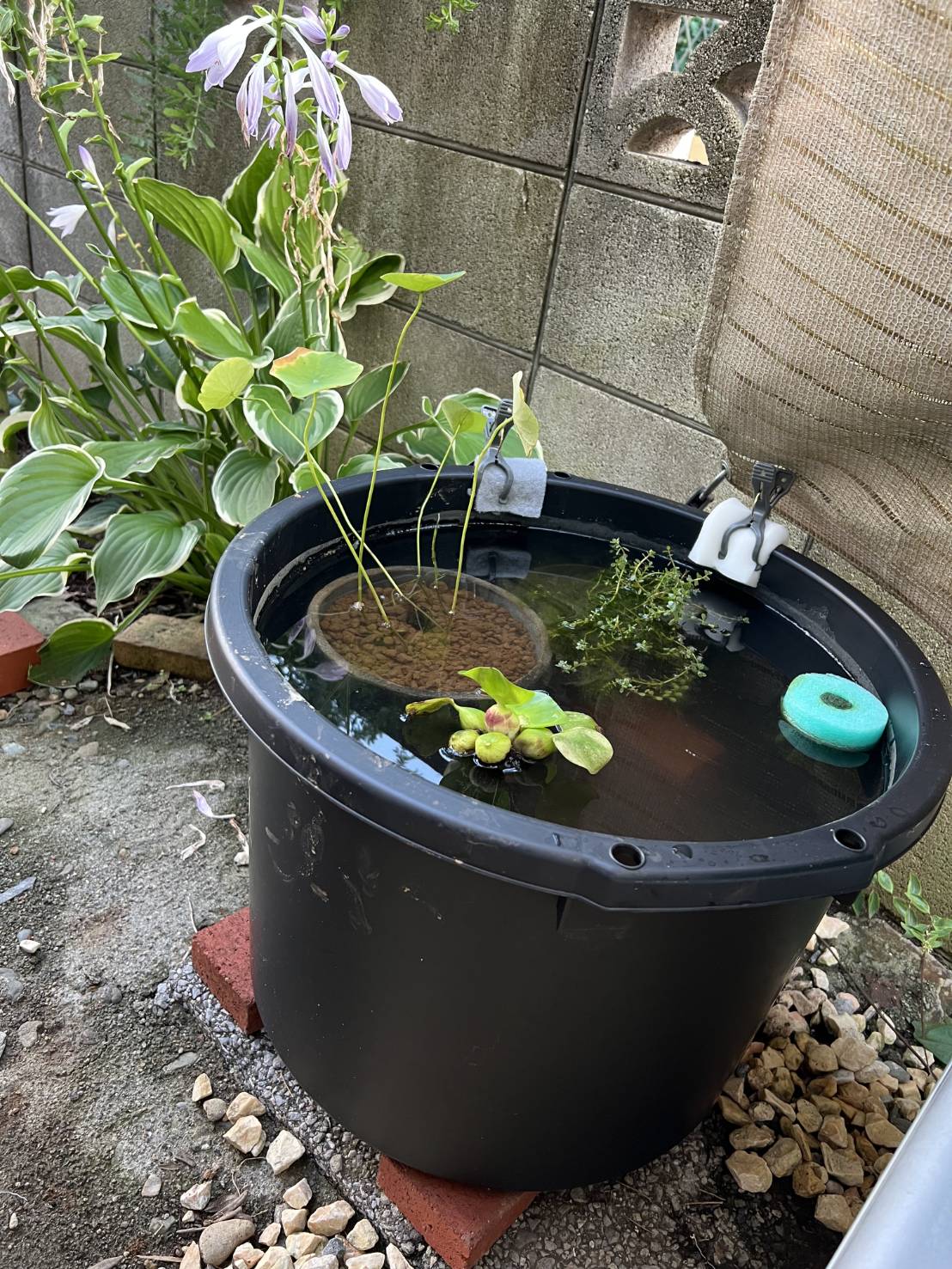 知人様の針子用ビオトープ✨