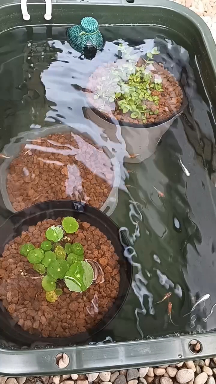 出張メダカ  其の二☺️