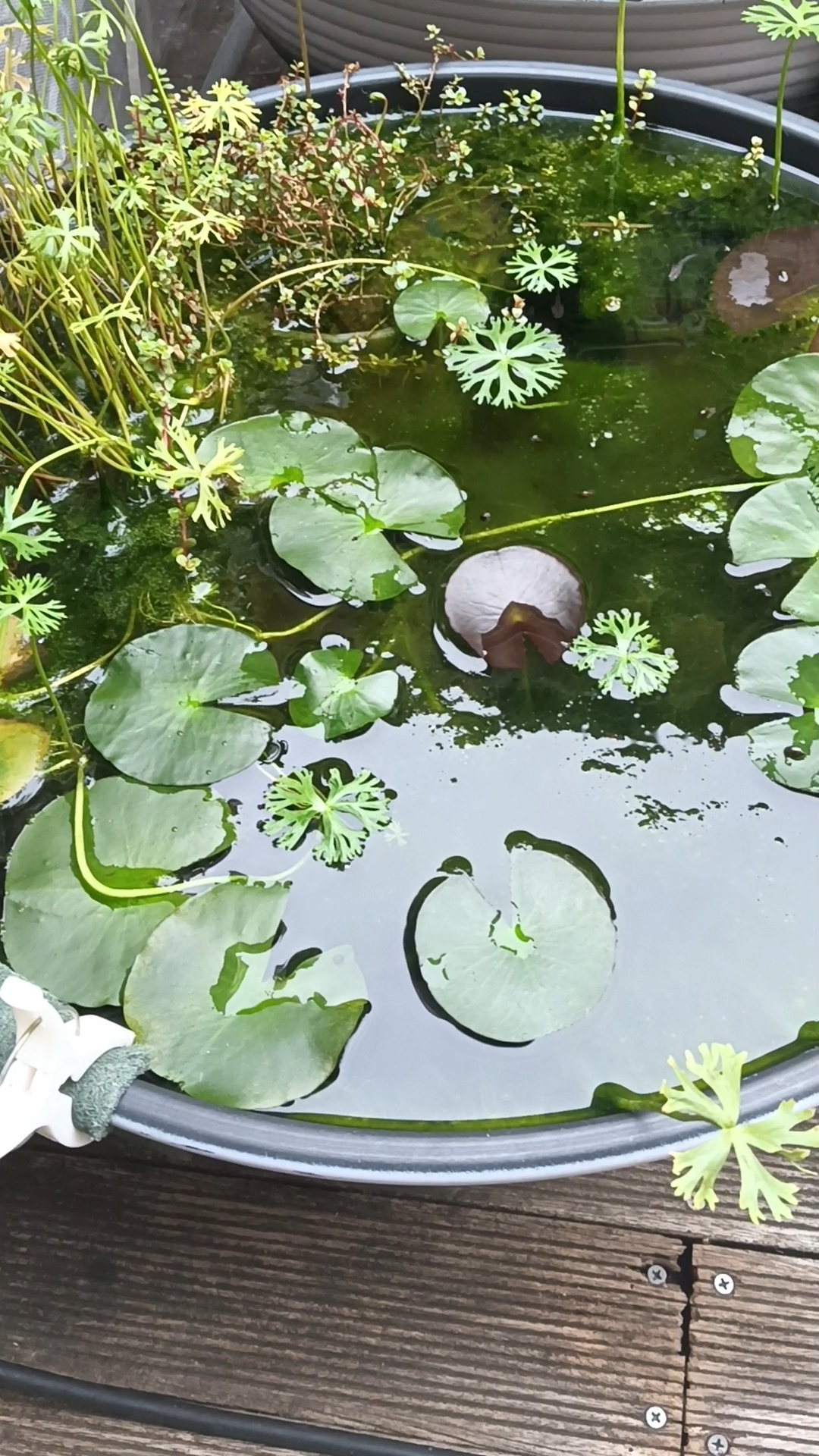 そろそろ越冬に向けて…