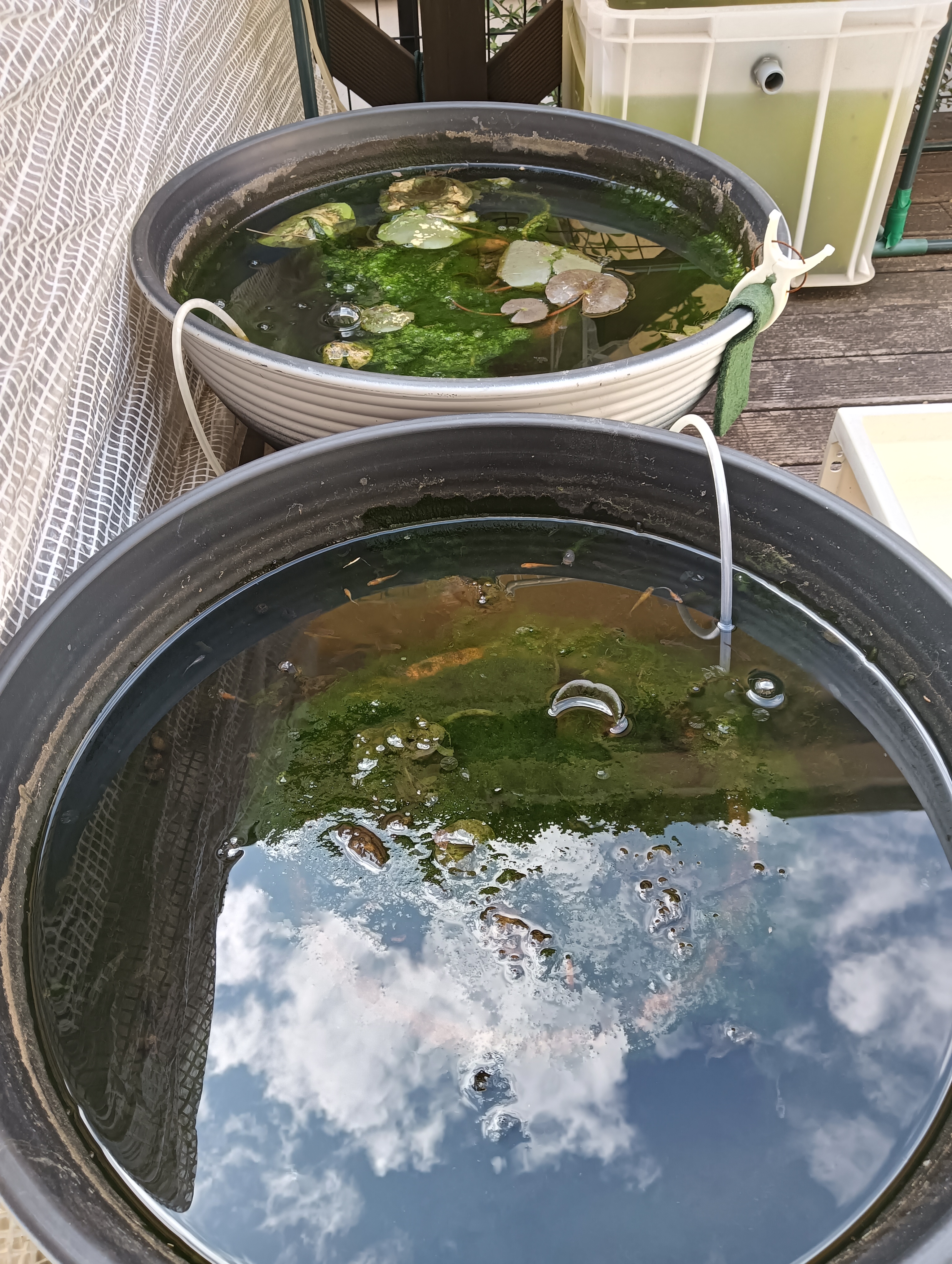 冬眠明けビオトープ掃除