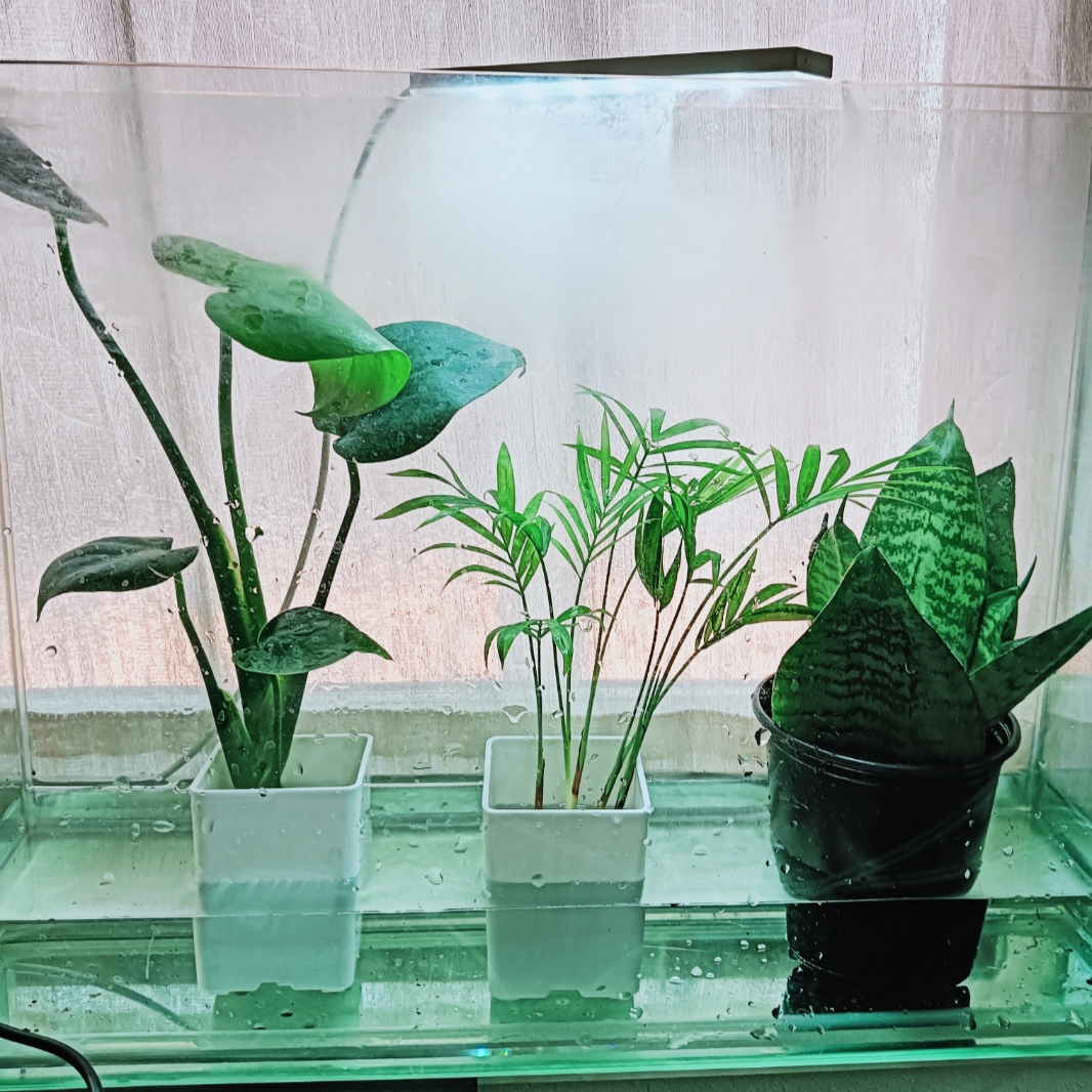 水耕栽培