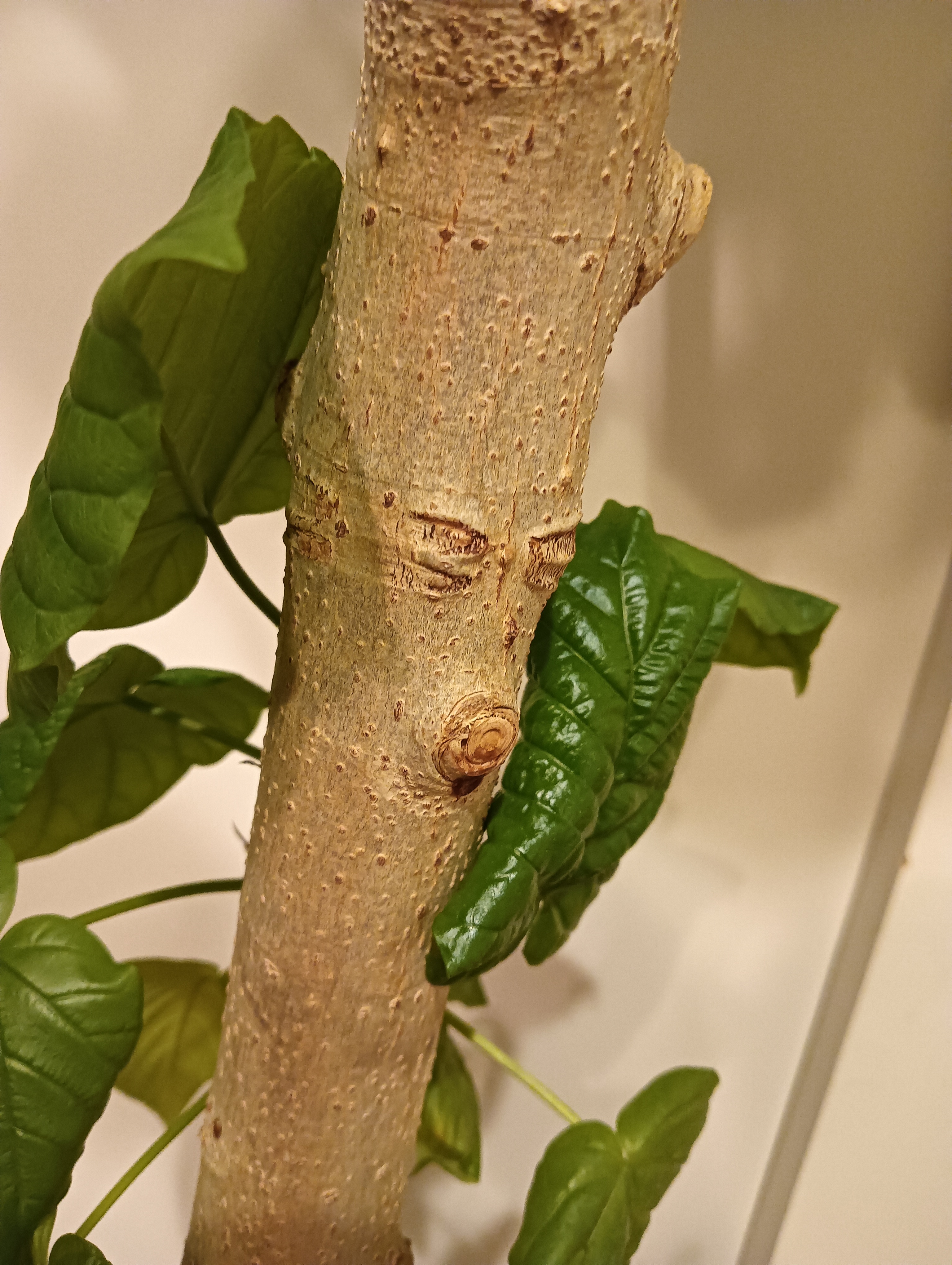 不機嫌な顔のウンベラータと観葉植物達✨