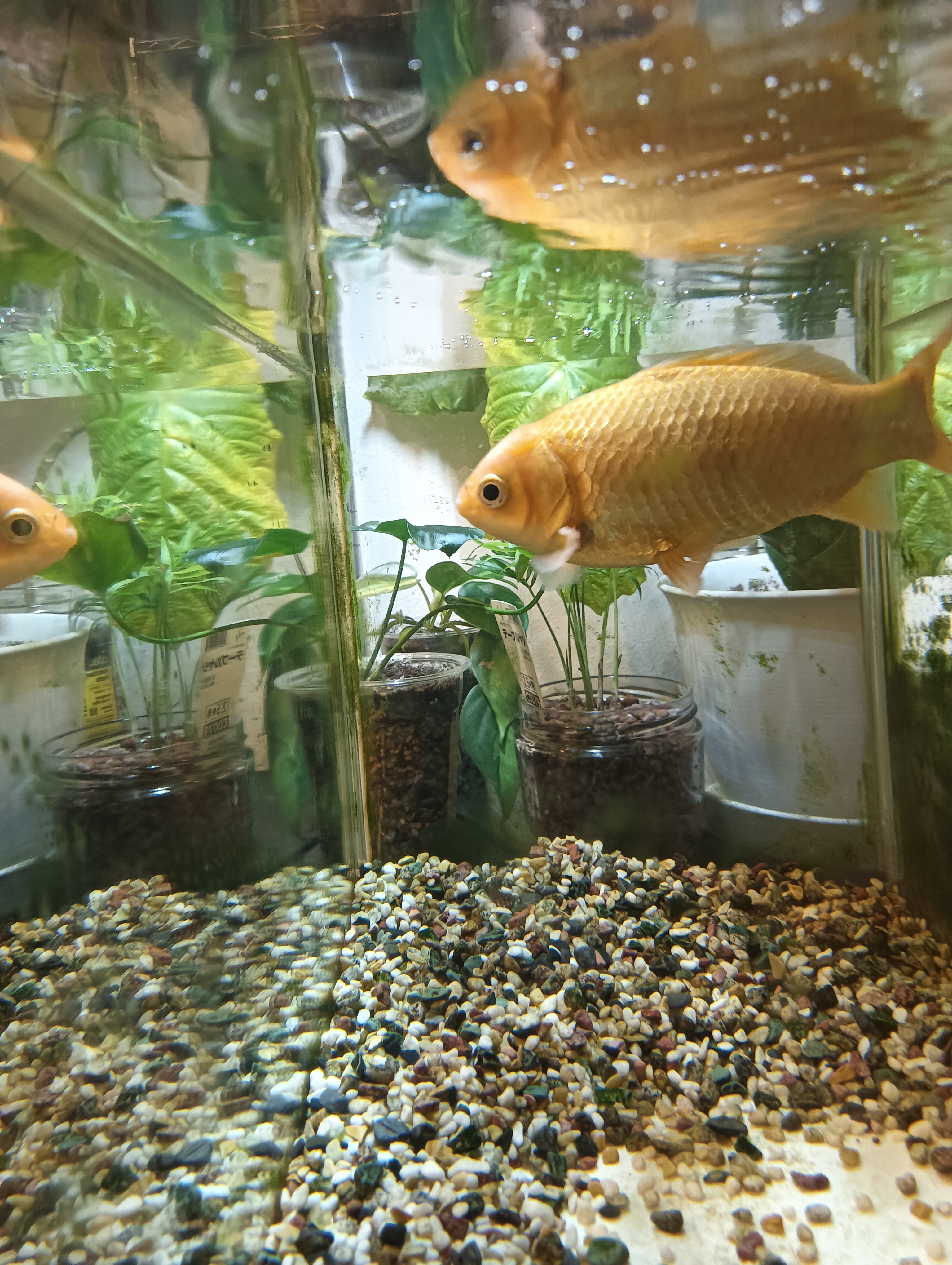 金魚水槽掃除✨