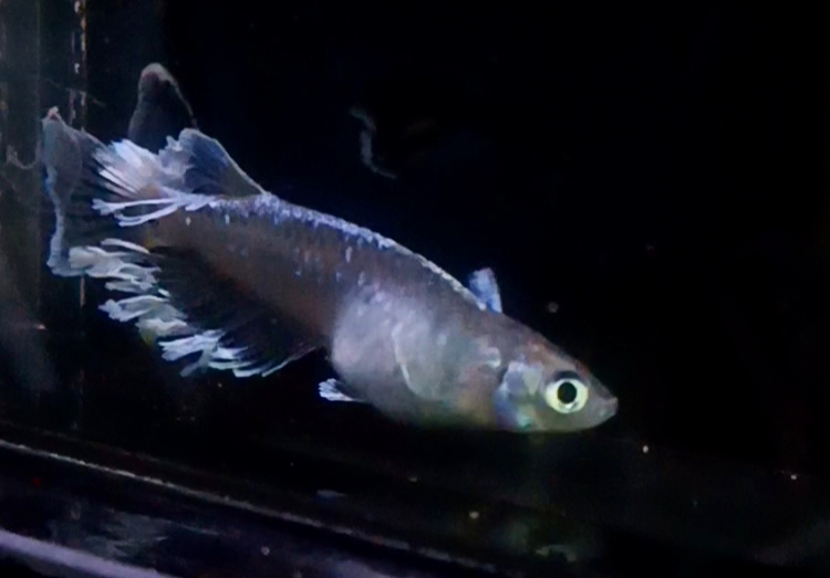 親フロマージュのフサヒレ✨