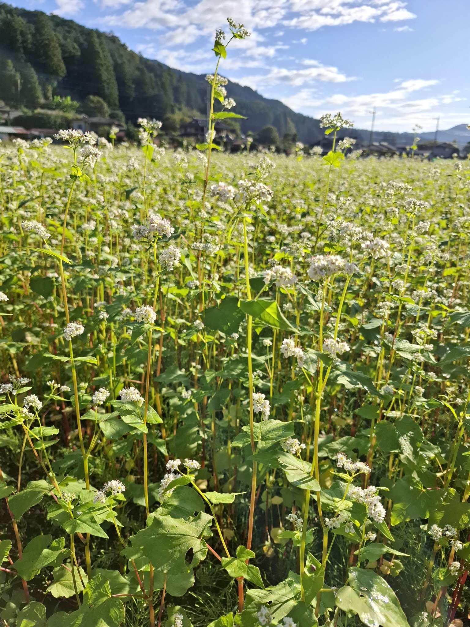 蕎麦の花が満開！