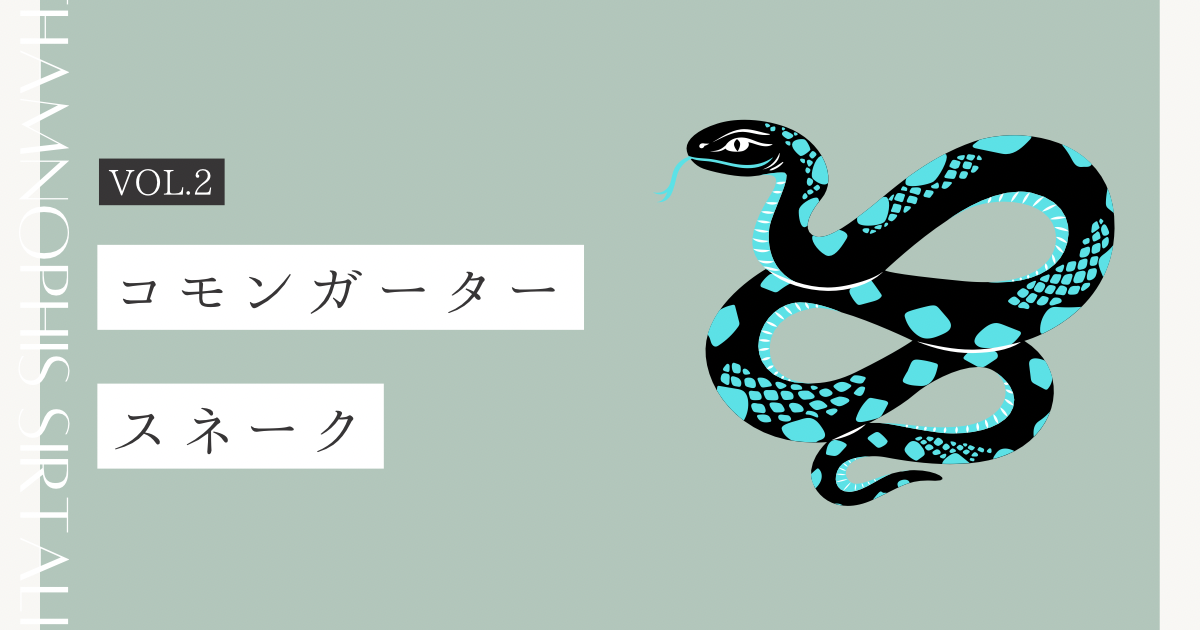 【ヘビファイル Vol.2】コモンガータースネーク