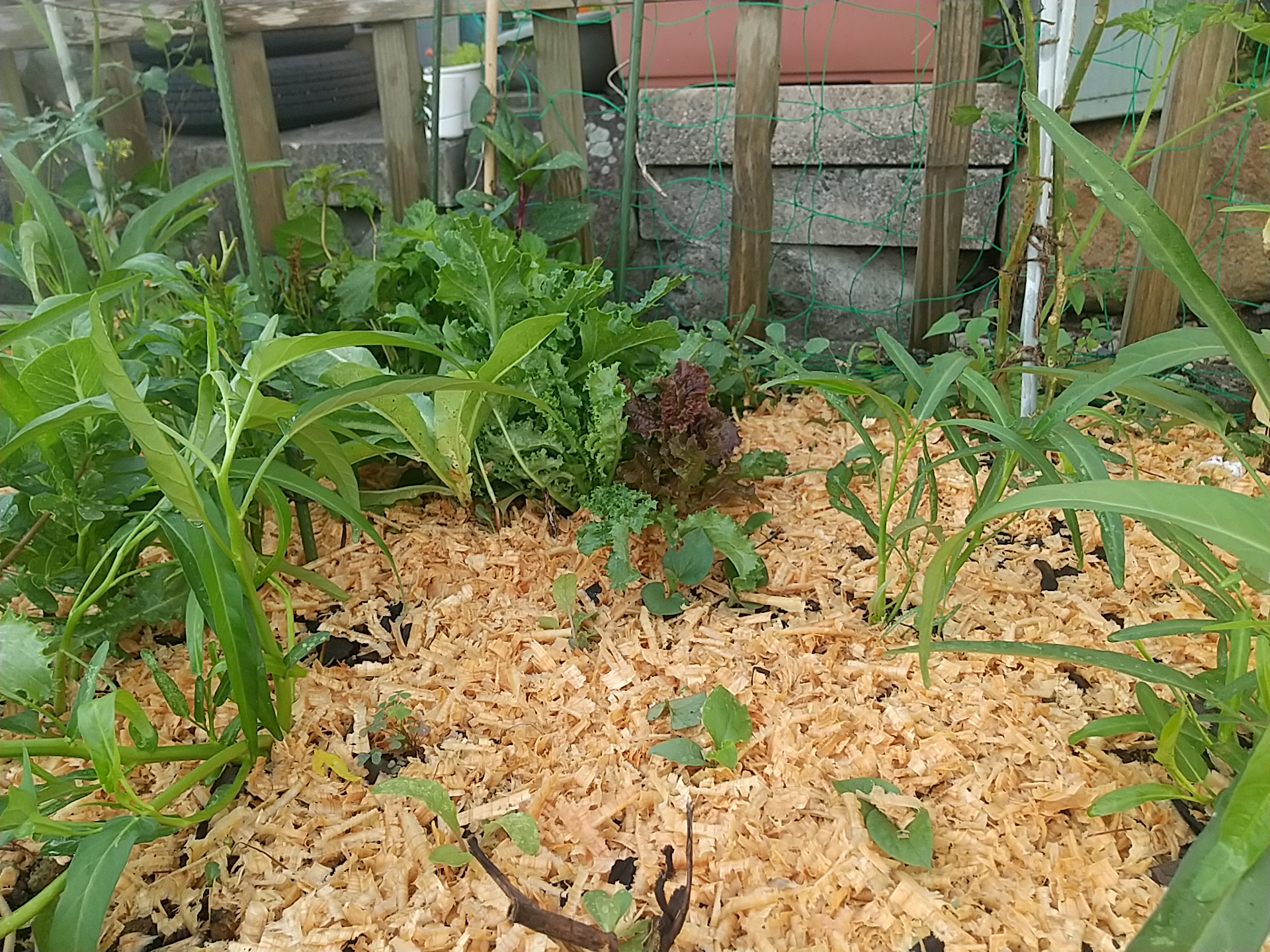 2023.8.3  ▷オガ粉を祀る✨