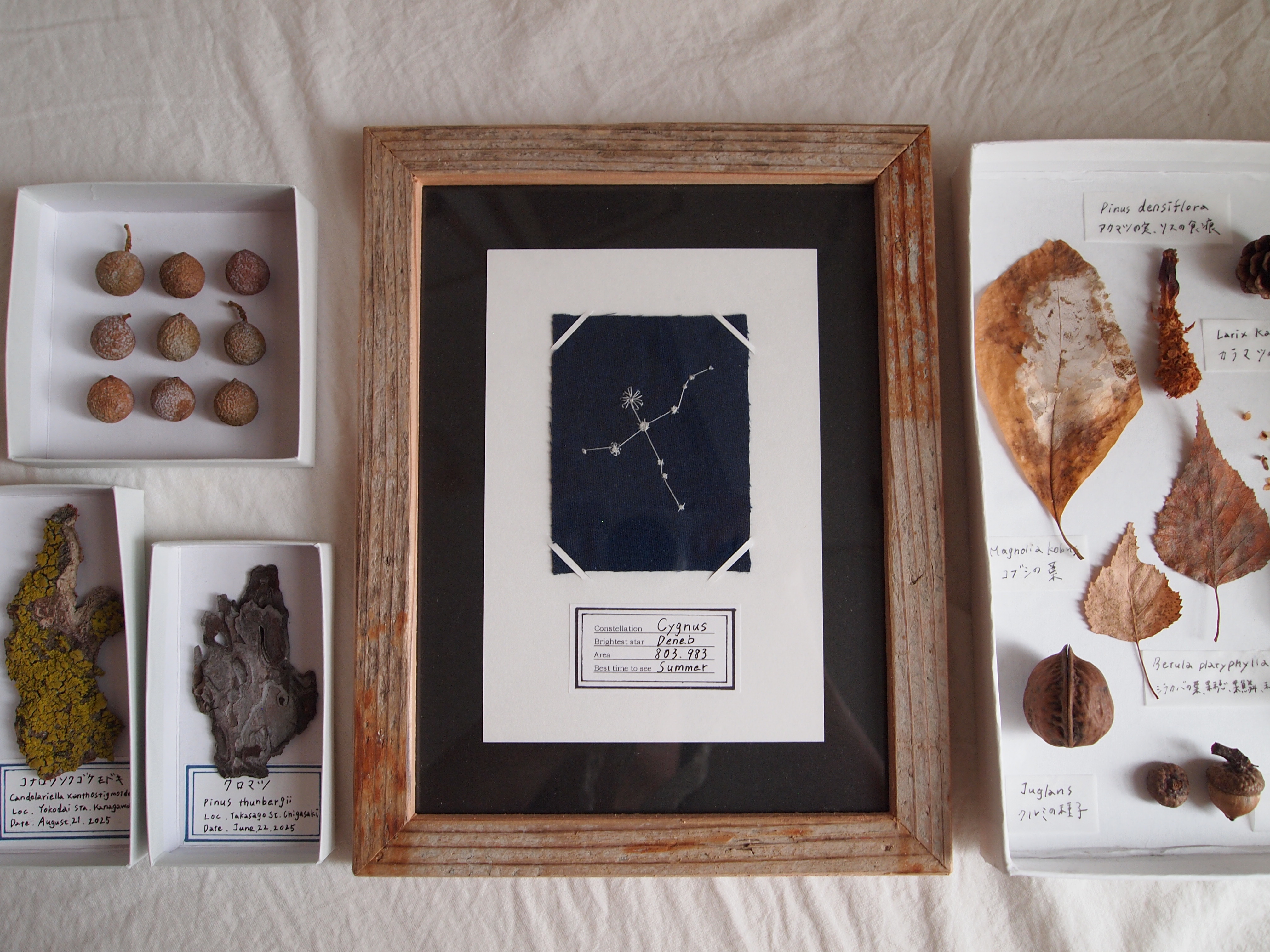 星座の刺繍標本