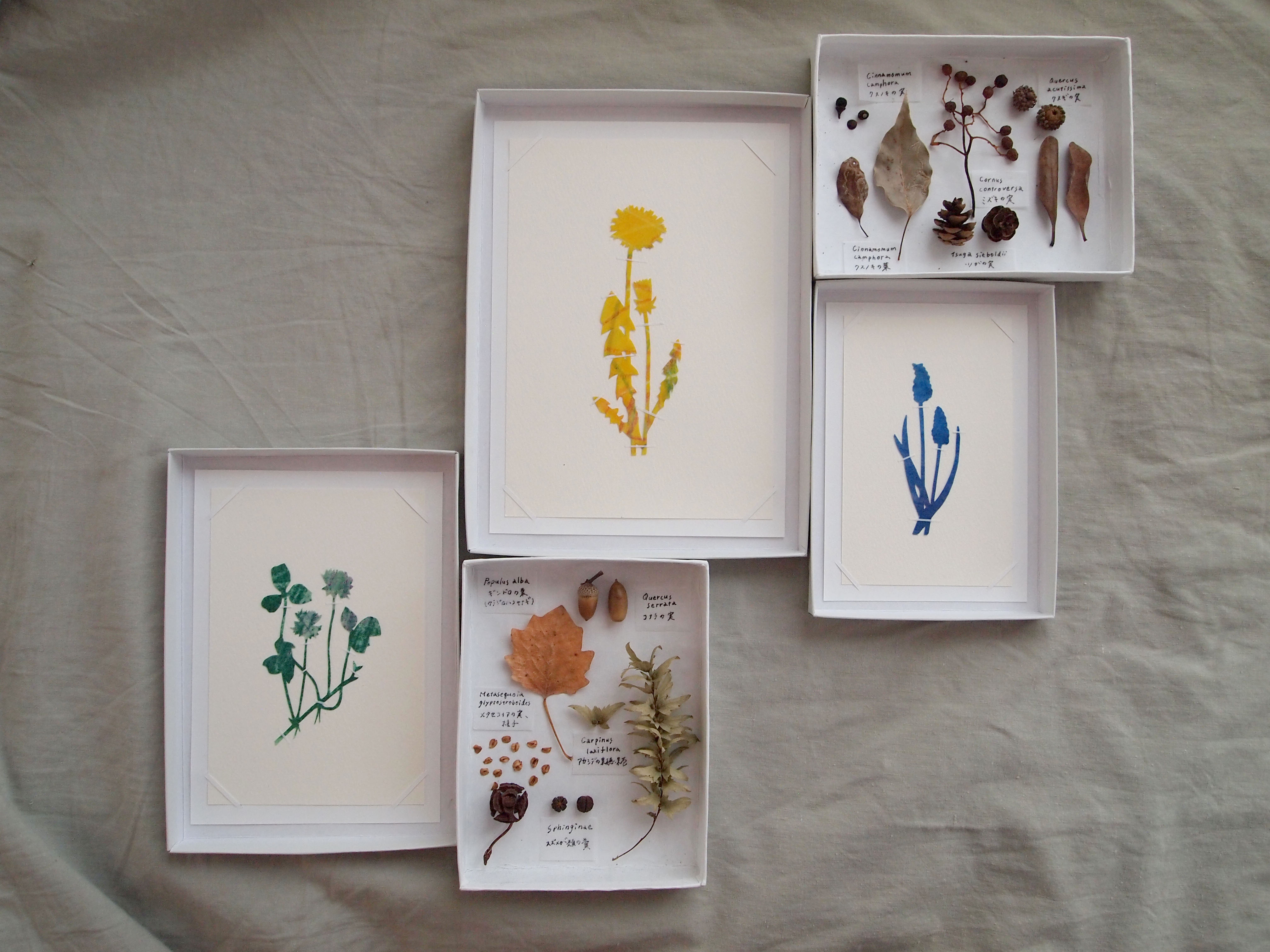 "切り絵の植物標本"出展のお知らせ