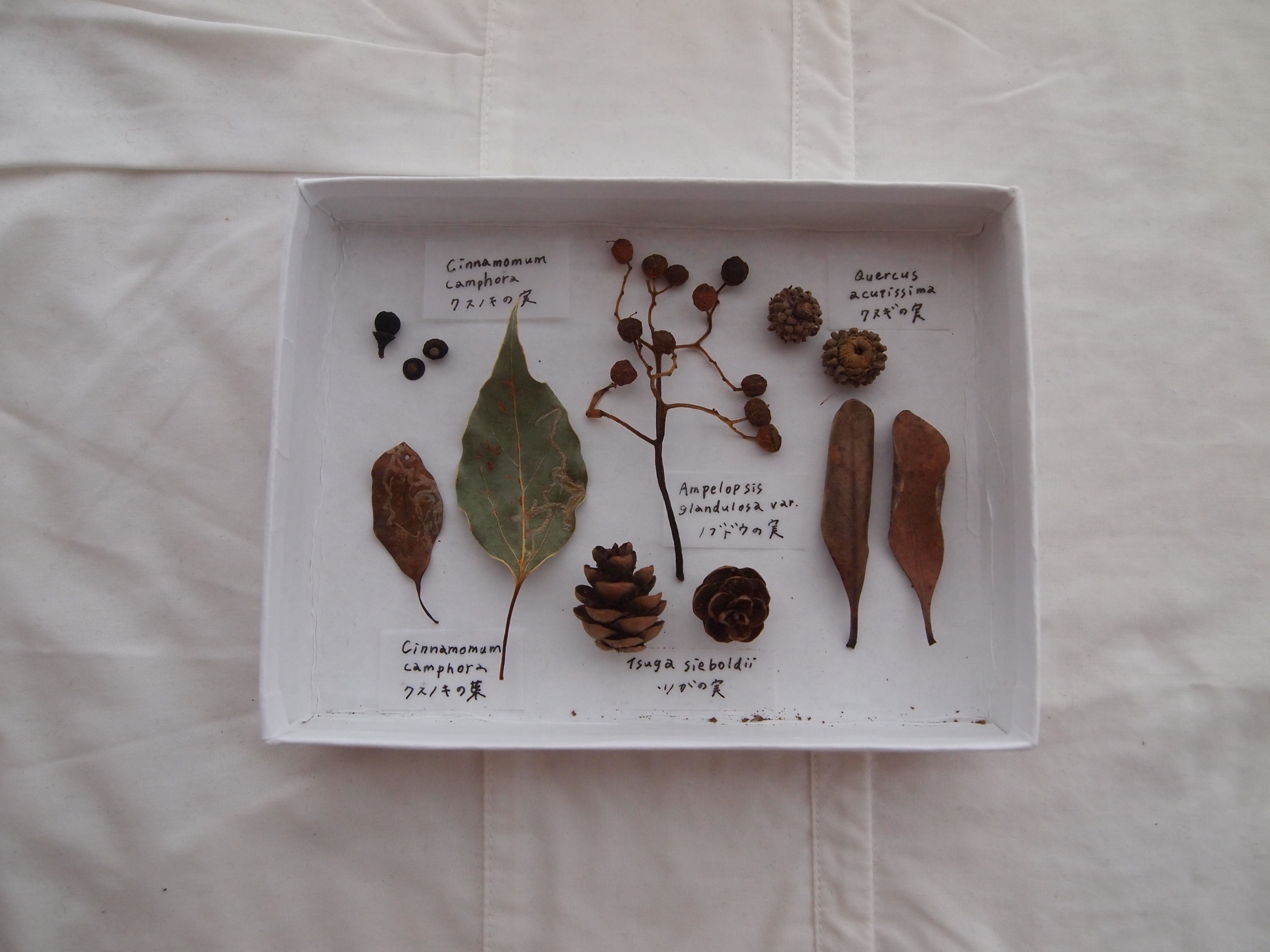 林試の森公園の植物標本箱