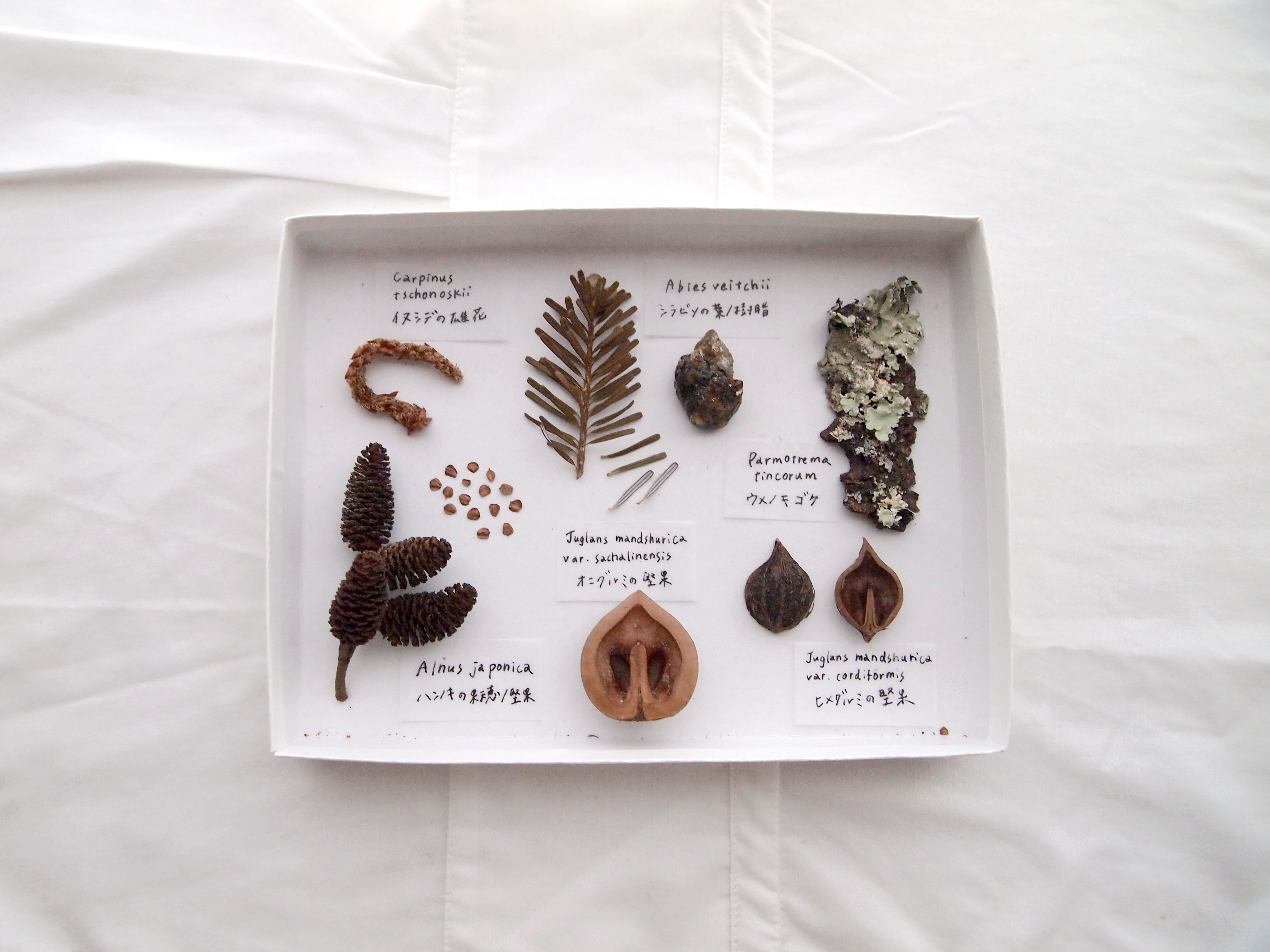 山梨の植物標本箱