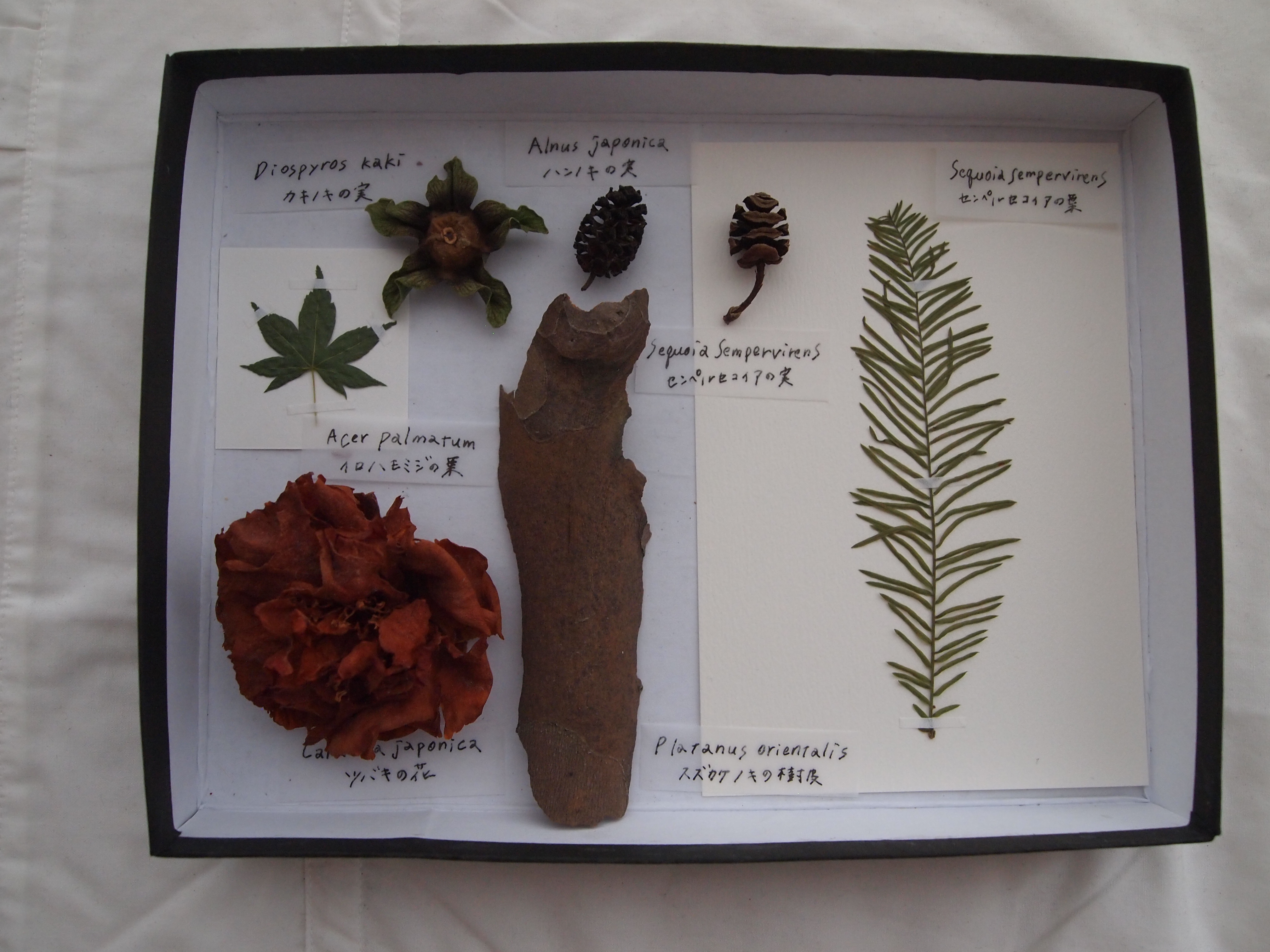 senkiya周辺の植物標本箱