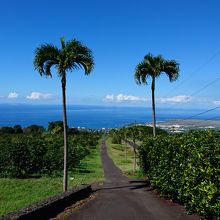 初焙煎in hawaii