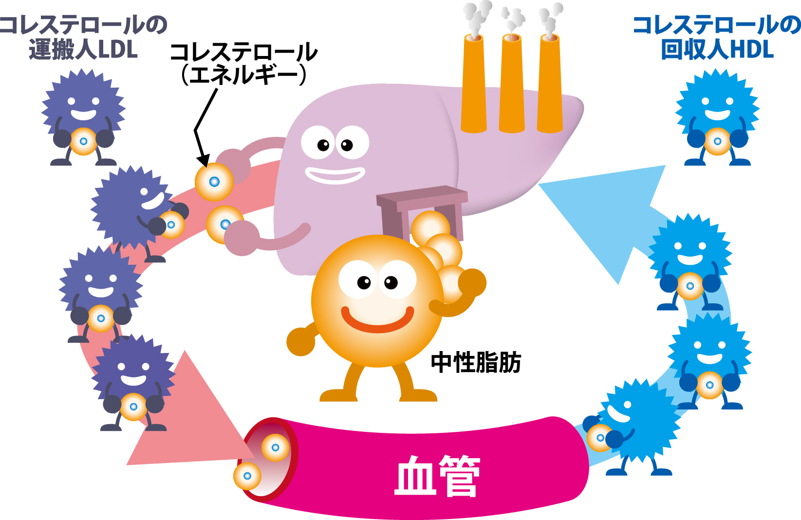 中性脂肪不足と栄養不足