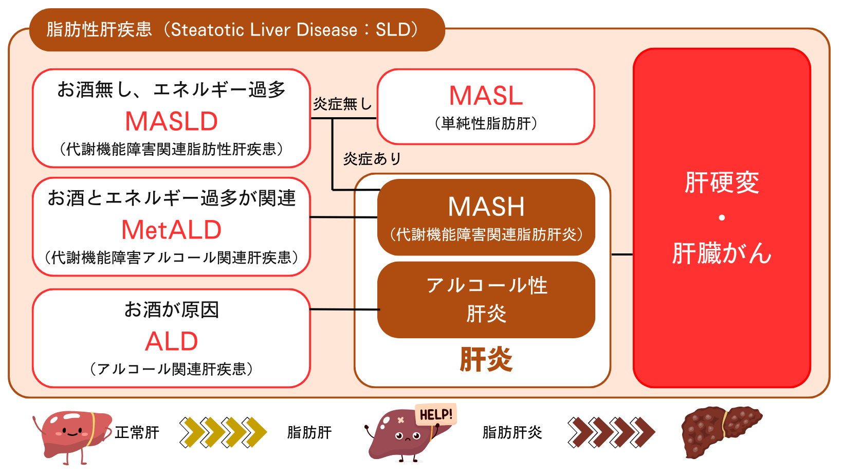 黙っているから分からない!?沈黙の臓器・肝臓の病変と新しい名称