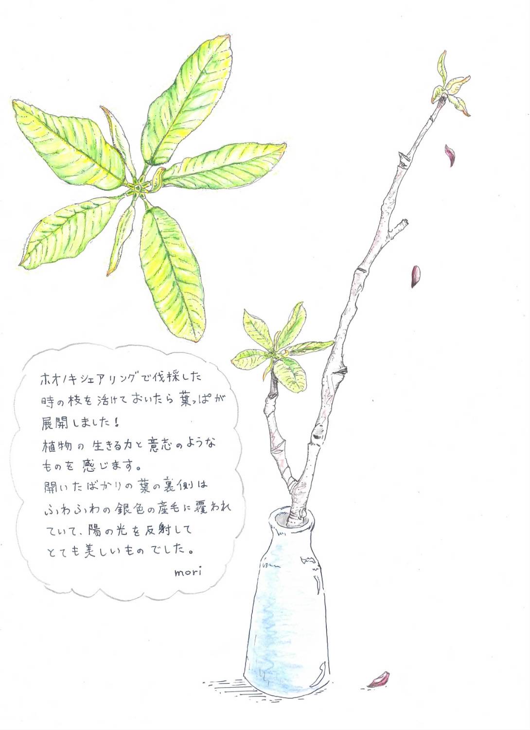【moriのつぶやき】葬送のフリーレン