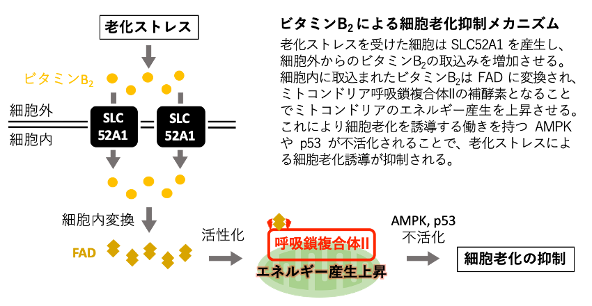細胞老化とビタミンB2との関連