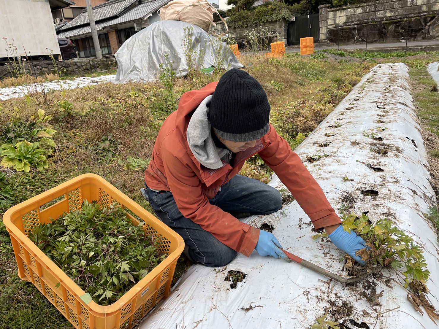 今年最後の大和当帰葉の刈り取りを実施！