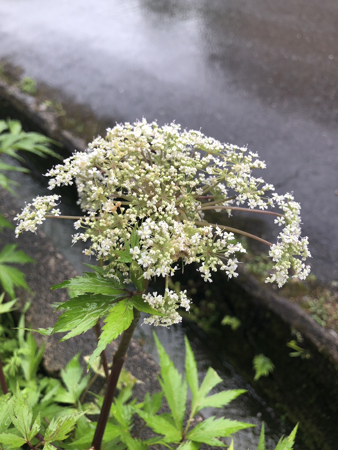 大和当帰の花が咲きました^^