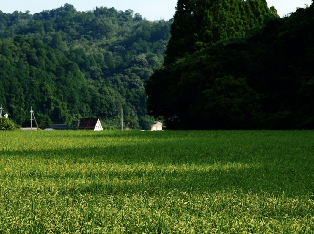 この夏のこと