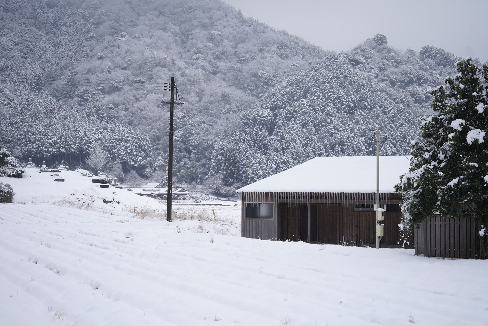 雪が積もる