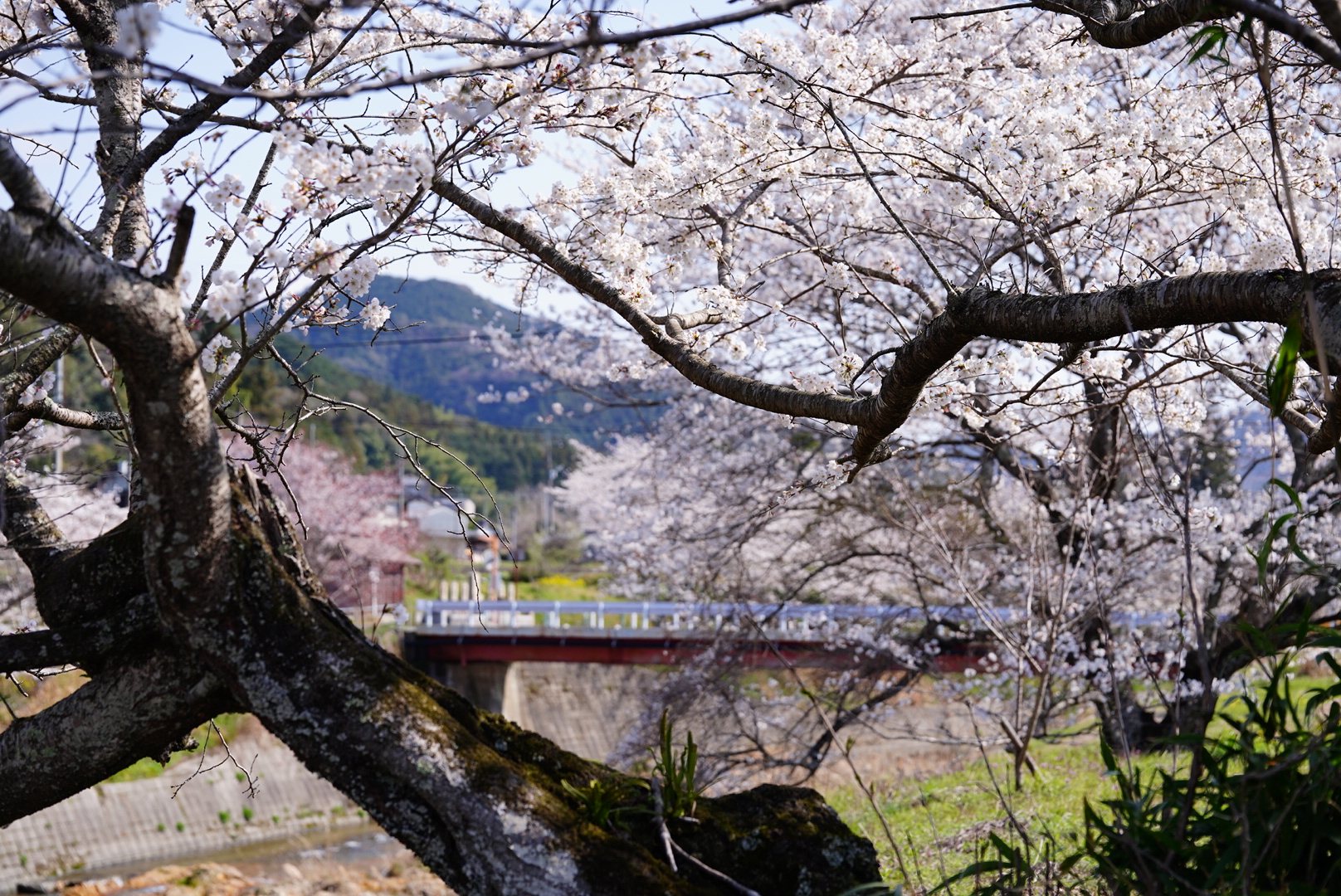 春の桜