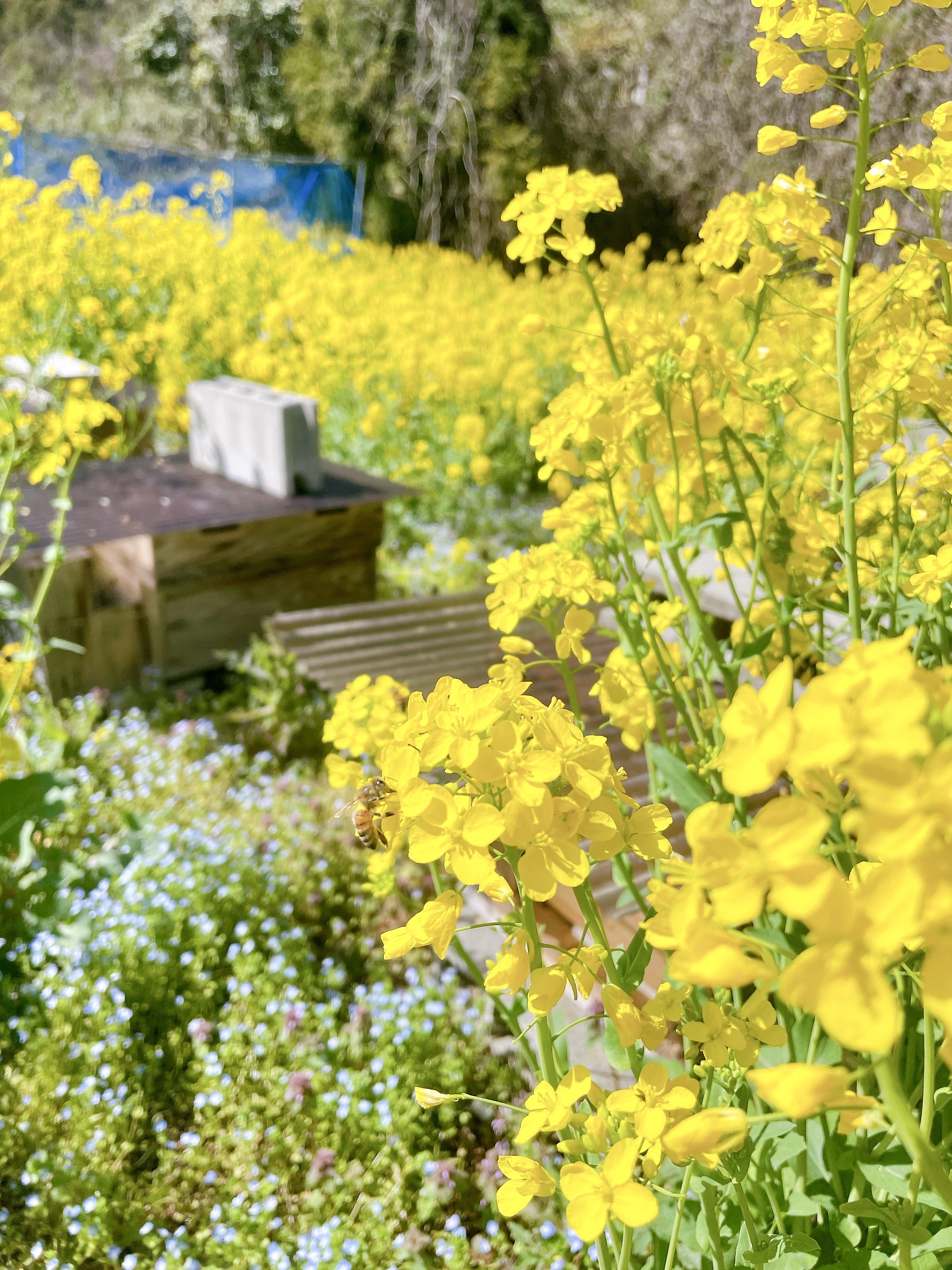 【新蜜販売開始のお知らせ】春の味わい、【菜の花・桜】と【れんげ・藤の花】の蜂蜜をお届けします。
