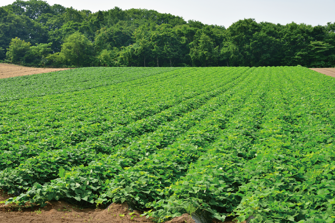 おみ農園ってどんな農園？