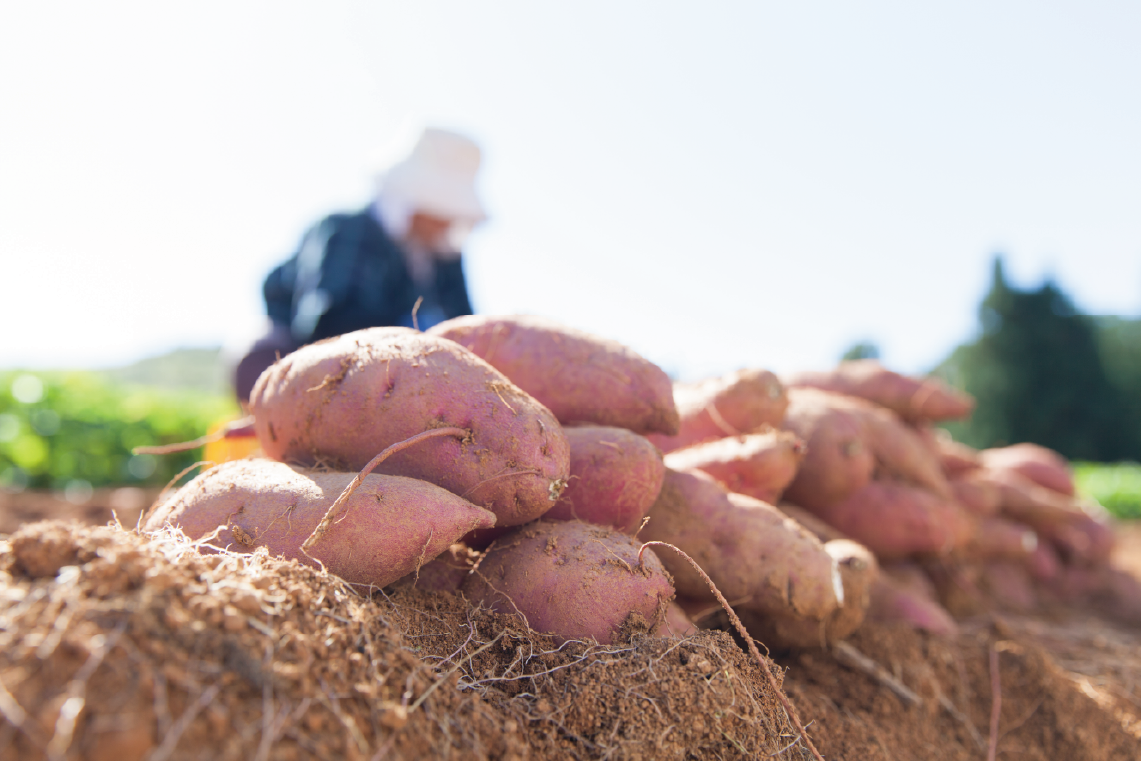 ほしいもづくりってどうやるの？