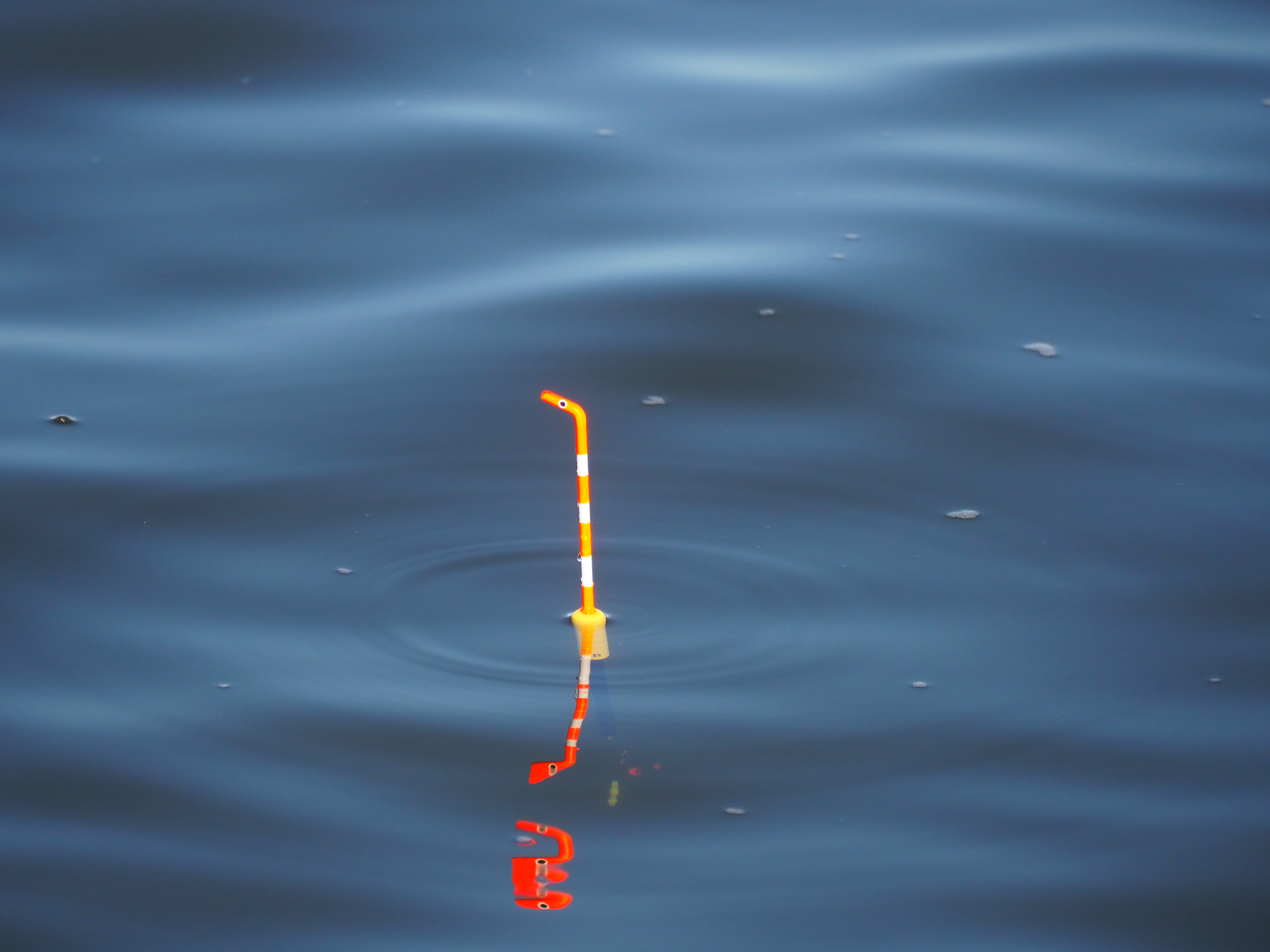 ニシキアナゴウキ　川編