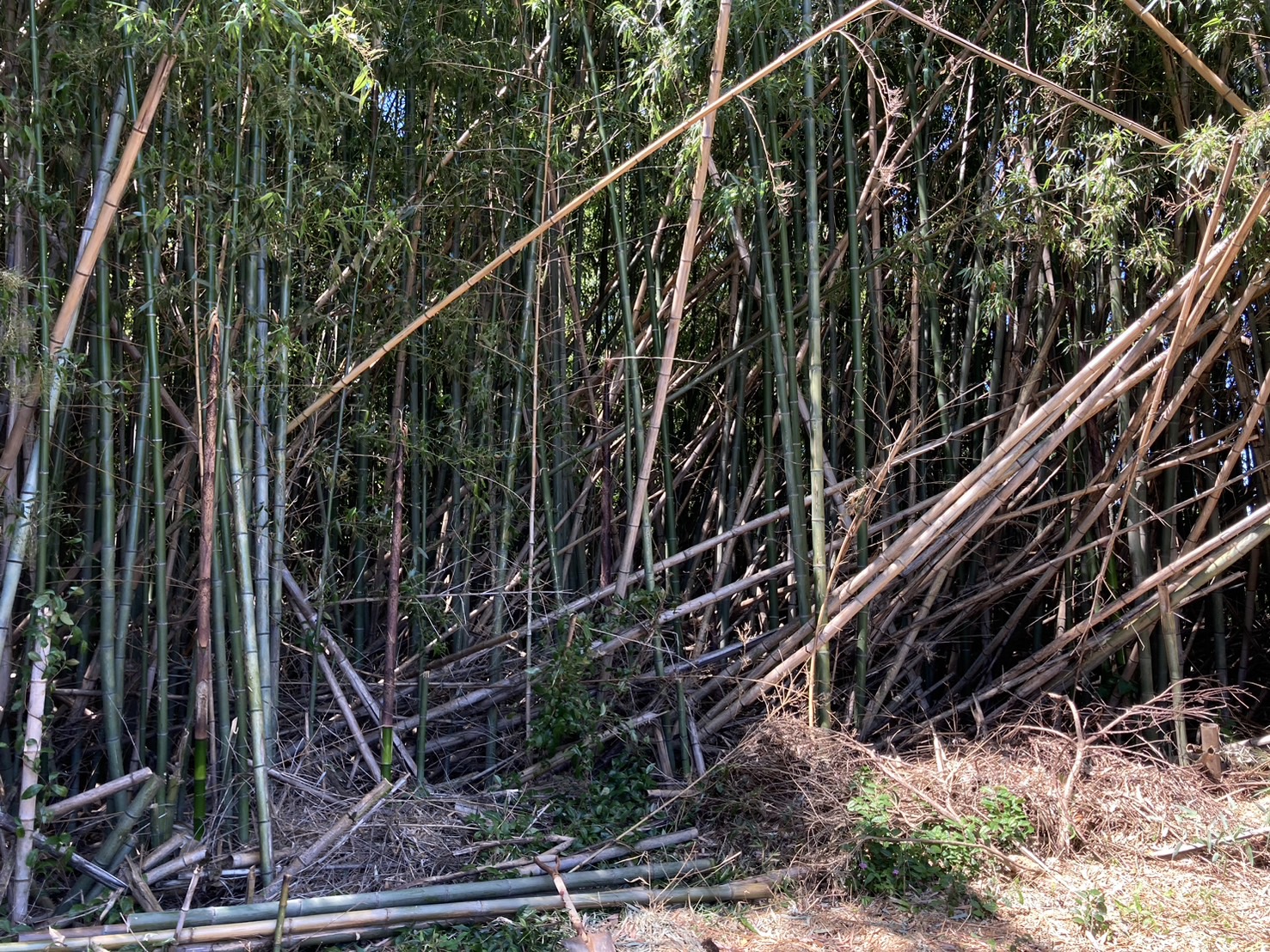 竹害から竹財へ！八女の荒廃竹林を整備！工芸の原料として竹を活用！