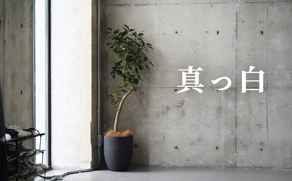 【先行公開】まだ真っ白なのに、この3点だけは見せたくなった。