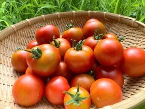 【食養生のお話し②】manma miaの食材について〜夏向け食材〜