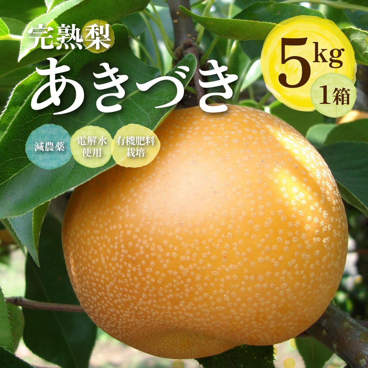 《緊急販売》　完熟梨 「あきづき」　贈答用　5L以上の大玉！