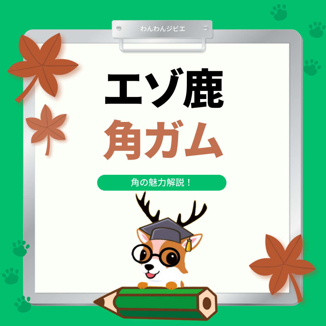 ◆鹿角の魅力解説◆