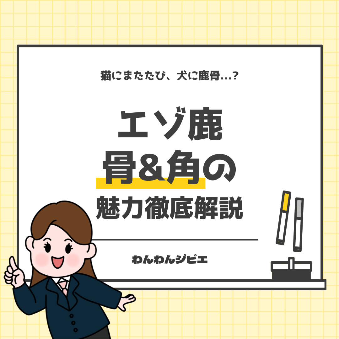 猫にまたたび、犬に鹿骨？◆エゾ鹿の骨・角魅力徹底解説◆