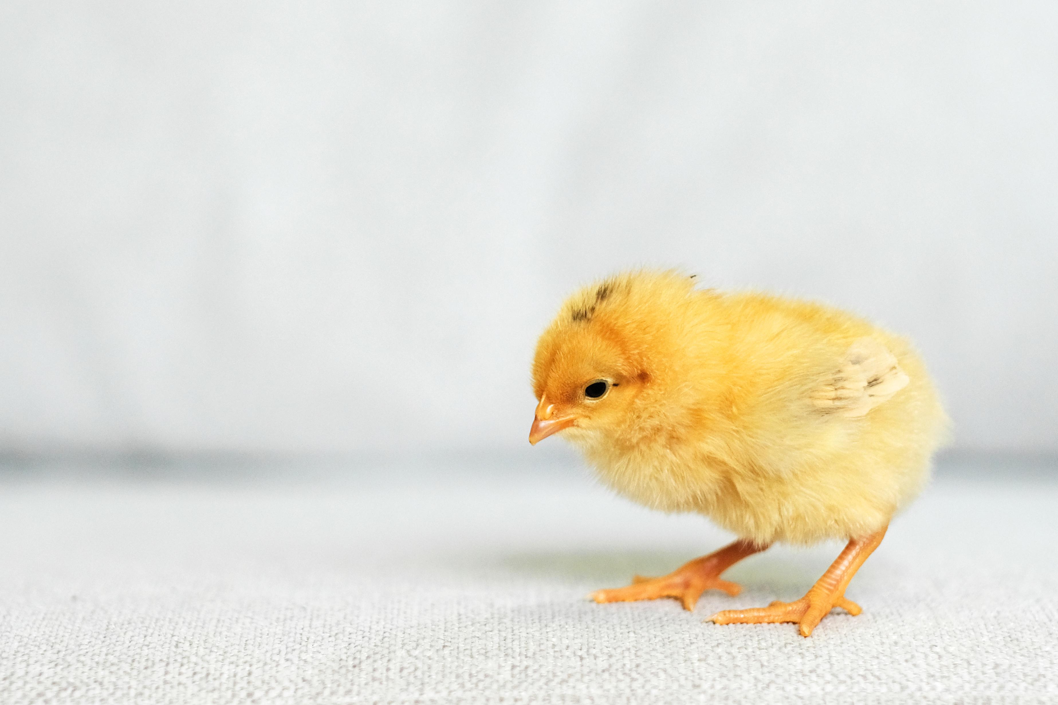 ヒヨコを蔑まないであげてね🥺