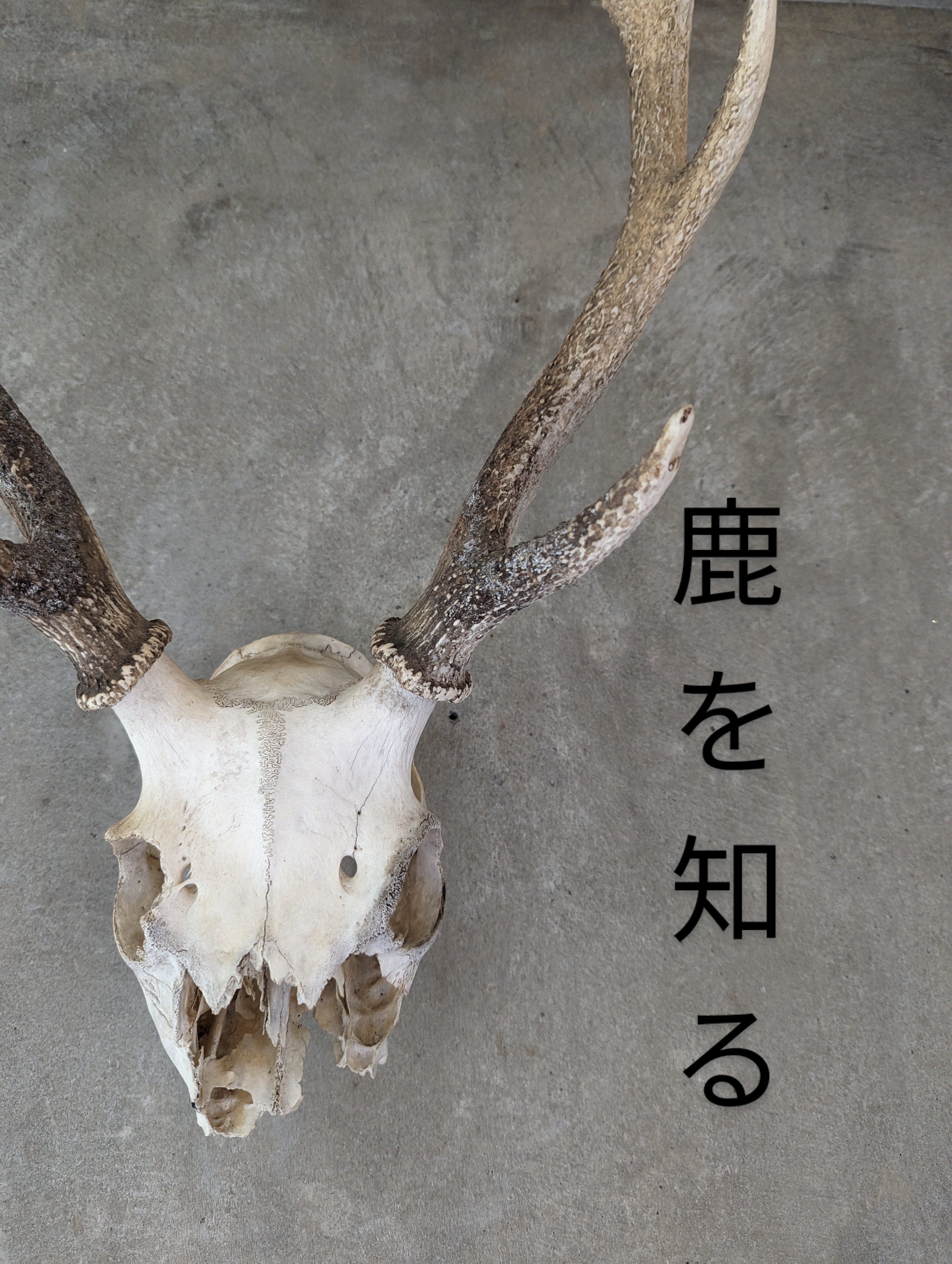鹿ぼーんについて🦴