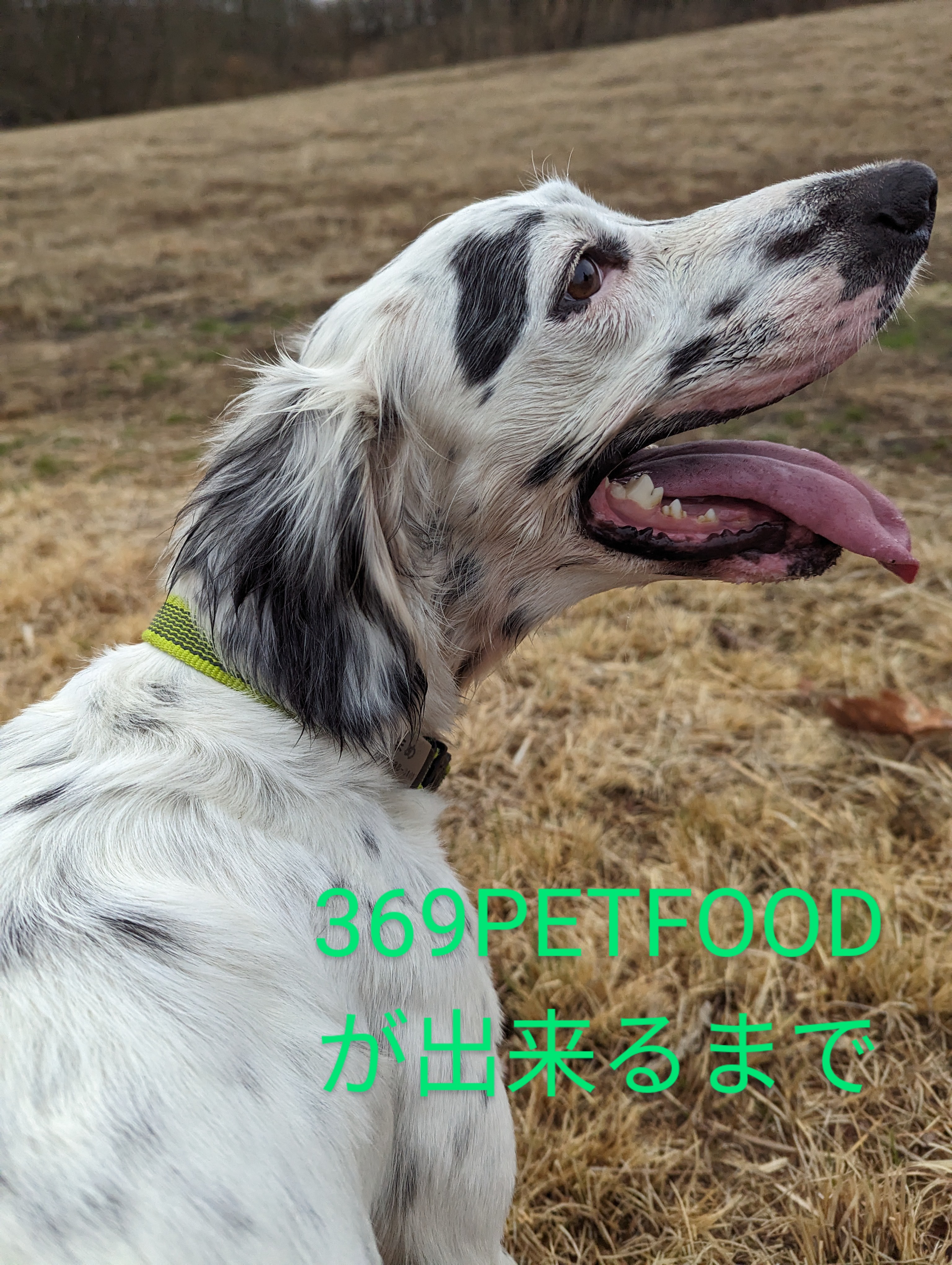 369PETFOODが出来るまで